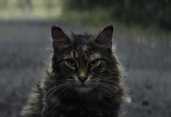 Official Trailer - Pet Sematary (2019) ภาพยนตร์สยองขวัญ จากบทประพันธ์ของ Stephen King