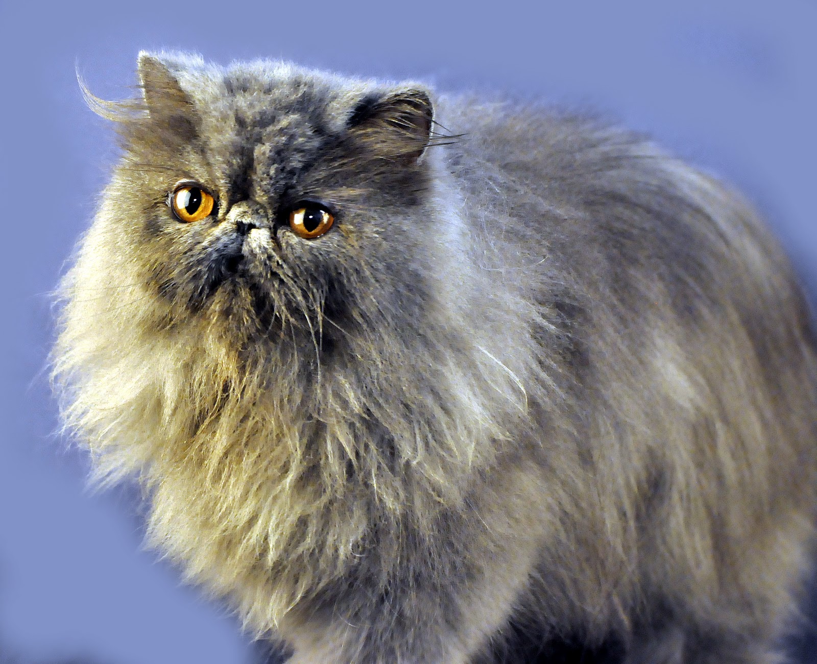 Aneka Kucing Ras Yang Paling Banyak Disukai Info Kucing Persia