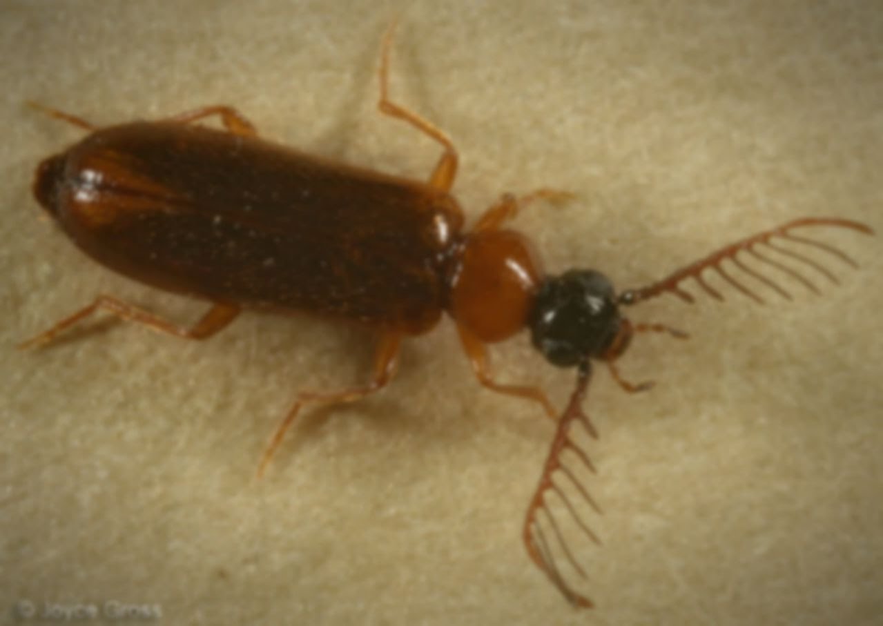 Penjelasan Lengkap Tentang Morfologi Kumbang