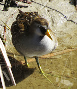 Sora Rail (south padre island wbc )