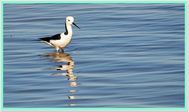 pied stilt