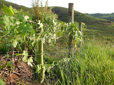 Pé de bucha Luffa cylindrica trepado em cerca