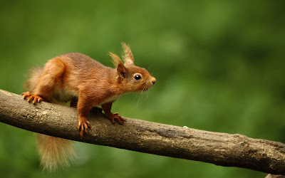 Ardilla en el bosque en busca de nueces