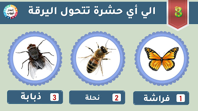 الي أي حشرة تتحول اليرقة  ؟