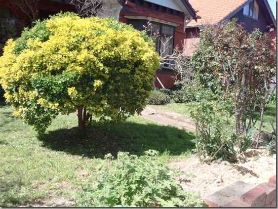 0 Front yard 2