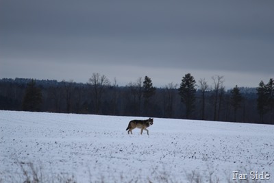 Wolf in the field