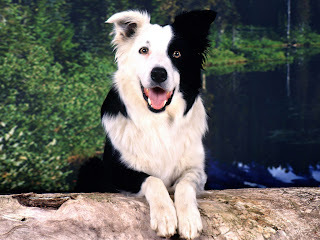 border collie 