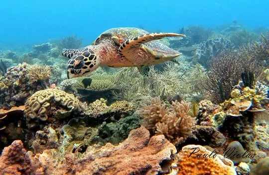 Diving in Bantayan Island