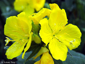 Oenothera kwiaty