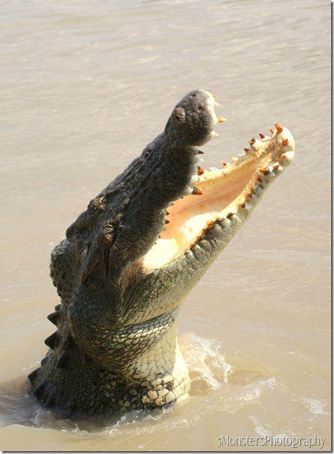 crocs41