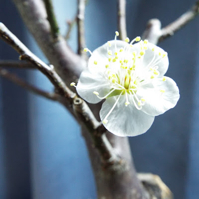 野梅の花