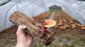 Mushroom Spawn Supplier In Akole