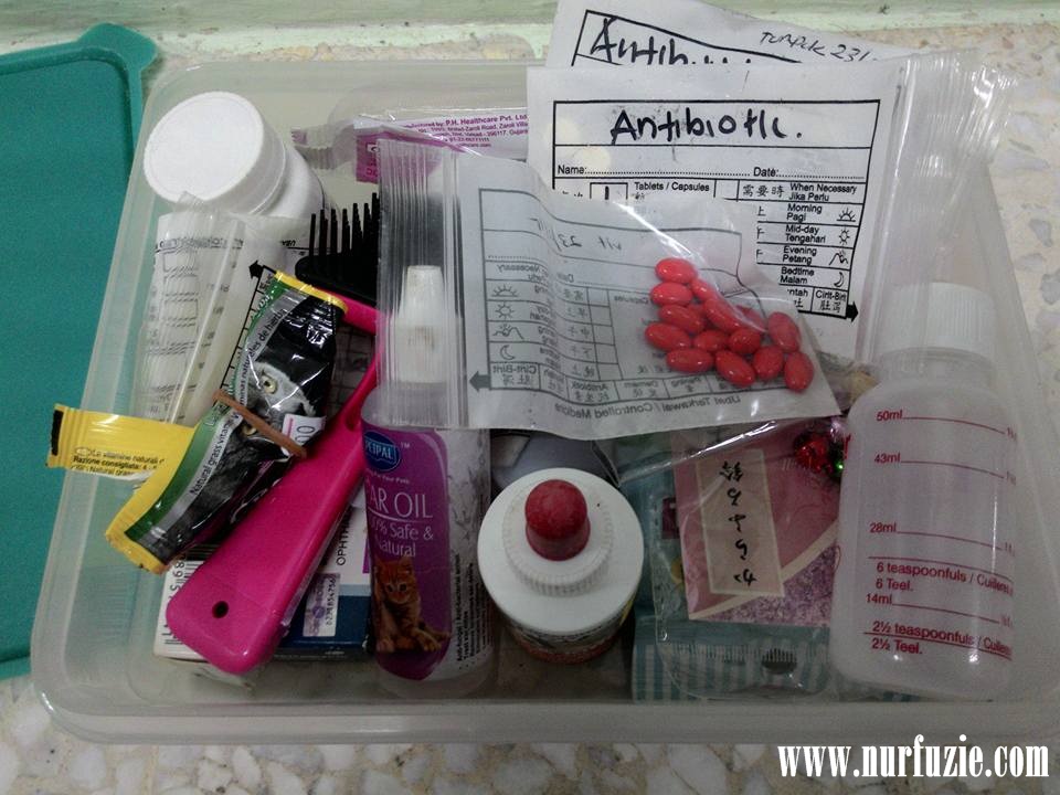 First Aid Kit Untuk Kucing - Nurfuzie.com