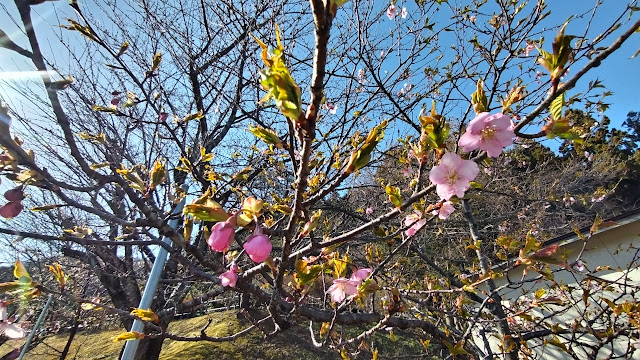 桜