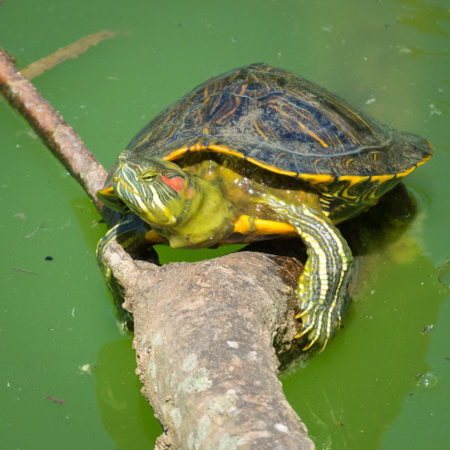 Red-eared Slider, Smith Oaks Sanctuary