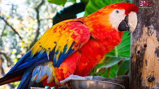 Parrot images,Parrot photo gallery,Blue Parrot Wallpaper,Types of parrots,Green Parrot,Cockatoos,True parrot,Tropical birds, namesEclectus parrot,Blue‑and,macawParrot Quotes,Parrot status for whatsapp,parrot good Morning, parrot wallpaper, parrot HD wallpapers