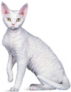 Cat Breeds, Pet Devon Rex Cat, a Cat