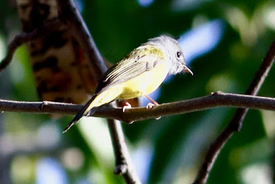 Gray-headed Canary-Flycatcher
