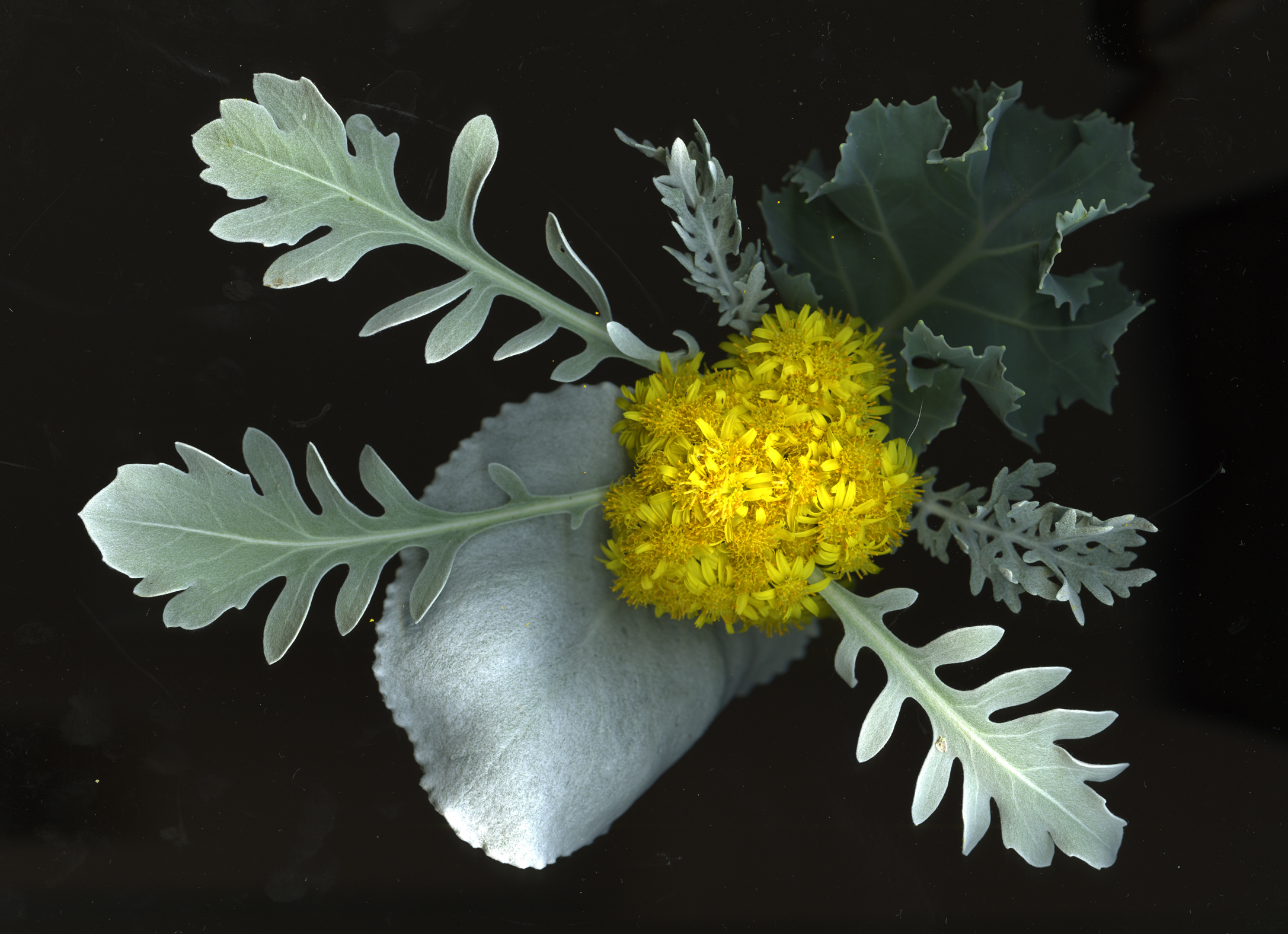 Alex Waterhouse-Hayward: Rosemary's Fondness for Gray Plants - Borges -  W.H. Auden