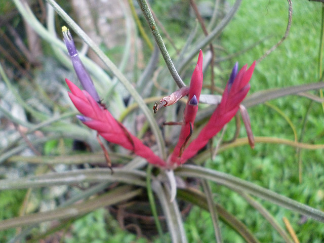 Tillandsia bulbosa -air plant