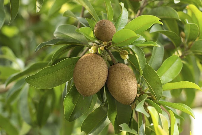 Sweet Juicy Chico | A Treasure of Strength - 5 Great Benefits of Seasonal Fruit Chico