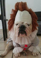 20 adorables disfraces de Halloween para perros