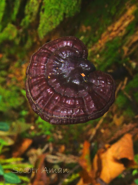 Ganoderma lucidum