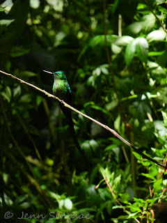 Long-tailed Sylph