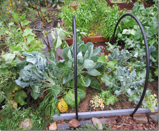Blown down Brussels sprouts