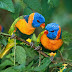 Beautiful Birds Pictures in HD Quality & Free Download