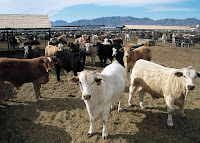 Concentrated animal feeding operations, or CAFOs, have expanded to meet the rising global demand for meat, but they also bring concerns about health and climate. (Credit: Jeff Vanuga/USDA/Getty Images) Click to Enlarge.