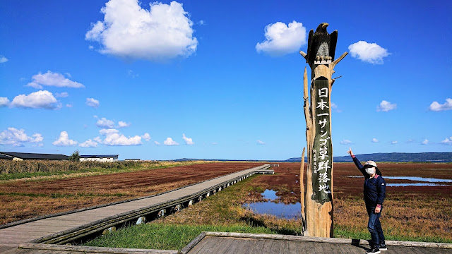 能取湖 サンゴ草群落地 北海道