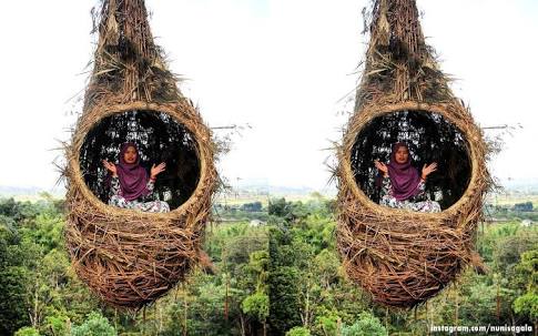 DETIKBATAK.COM(08/12/19)Hidup Ini bukanlah serta merta hanya memikirkan Pekerjaan yang rutin di lakukan bagi setiap manusia untuk membutuhi hidup sehari hari.      Danau Toba  karena ada juga saatnya perasaan kita terbebani persaan bosan,ada juga kalanya kita harus keluar dari zona aktifitas rutin demi membangun daya pikir yang lebih fresh nah untuk memberimu semangat dalam melakukan aktivitas harian mu disini kami merangkum referensi destinasi wisata danau toba yang cocok banget kamu jadikan sebagai tujuan liburanmu di hari cuti maupun Liburan Akhir Tahun.    sebagai Danau Terbesar dan terluas di indonesia Danau toba juga memberi banyak pesona alam yang memberi nuansa indah.baik untuk dinikmati maupun untuk di pandang.tidak di ragukan lagi,dari pesona ke indahan tetsebut banyak para turis luar negeri yang menjadikan Danau toba menjadi tujuan liburan paling di impikan.    selain itu, ada juga dari turis luar negeri yang pindah menjadi warga negara  indonesi dan tinggal di tanah batak.    DANAU TOBA adalah danau terbesar di Indonesia dan di Asia Tenggara juga merupakan salah satu danau terbesar di dunia setelah Danau Victoria di Afrika. Terletak di provinsi Sumatera Utara, Danau ini menyimpan berjuta pesona alam yang Sangat cocok untuk dijelajahi.  Menurut Sejarah Peradaban Dari Zaman ke zaman  danau ini terbentuk dari letusan gunung berapi super. Danau ini bak lautan luas jika dilihat di sepanjang Pesisirnya.Kamu  akan dibuat kagum oleh keindahan Danau Toba ini, hamparan bukit barisan yang mengelilinginya dan pulau vulkanik yang berada di tengahnya, yaitu Pulau Samosir.      lalu apa saja kah ke indahan alam tersebut? berikut 19 Pemandangan,Tempat,Lokasi Wisata Danau Toba Sekitarnya,Yang cocok Kamu Masukkan Kedalam Daftar List Tujuan Liburanmu.    Selain Nuansa Indahnya Yang Akan Membuat Kamu Terkagum,Di pastikan Kamu juga Akan Betah berlama-lama tinggal disana Karena Keindahannya Yang Sangat Elegan,Danau Toba Juga Sering Di sebut Bak Kepingan Surga.tidak Percaya? berikut 19 Tempat Wisata Di Danau Toba Sumatera Utara Sekitarnya.    Sebelumnya Juga kami Menulis:    10 Mitos Sosok Penguasa Danau Toba 5 Macam Seni Budaya Batak Yang Masih Di lestarikan Hingga saat ini Huta Sitangkubang Menjadi Kekuatan Baru Pariwisata Danau Toba. Cerita Lengkap Sejarah Asal Usul Suku Batak Aek Natio konsep Arsitektur Batak Akan Menjadi Water Front City Terpanjang Di Indonesia 7 Fakta Unik Di Balik Ritual Manganjab Pada Masyarakat Suku Batak Semakin Di Kenal Air Terjun Si Piso-piso Makin Ramai Di kunjungi Travelers 5 Salam Khas Suku Batak Sumatera Utara Horas Bah! Inilah 8 Fakta Unik Kota Medan Yang Wajib Kamu Ketahui Artikel Seputar Suku Batak Silahkan Kunjungi di Suku Batak     Bak Kepingan Surga,19 Tempat Wisata Di Danau Toba Sumatera Utara Sekitarnya   1.Kebun Bunga Sapo Juma Tongging   Sapo juma adalah nama penginapan di pinggiran danau toba,Pandangan ayunan air dan aroma bunga bungaan menjadi hiburan tersendiri di danau toba yang seakan menyapamu dan menghibur pandangan kamu.    Danau Toba  Kebbun bunga Sapo Juma tongging    diantara bunga bermekaran kamu bisa menikmati warna warni bunga yang bermekaran dalam jarak dekat dan melakukan selvi ria sebagai kenang kenangan yang akan kamu bawa pulang nantinya.tentunya tanpa merusak tanaman ya!    Danau Toba  Selvi ria  Dikalangan masyarakat luar selain tanah batak kebun bunga sapo juma tongging danau toba  belum banyak di ketahui namun akhir akhir ini sudah banyak media yang memberi informasi tersebut baik melaui situs berita,madia sosial istagram dan facebook.    2.Lembah Bakkara   Lembah Bakkara adalah tempat kelahiran dari Raja Sisingamangaraja XII, Pahlawan nasional dari Sumatera Utara yang dahulu berperang melawan penjajahan Belanda.  Tempat ini terbagi dua aliran sungai yang besar dengan air yang deras,yaitu Aek Silang yang bersumber dari air terjun yang tercurah dari bentangan perbukitan dan  sungai kedua bernama aek simangira yang memiliki aliran yang lebih kecil.kedua air sugai ini mengalir di area beberapa desa dan bermuara akhir ke danau toba.    Danau Toba  Lemmbah bakara  Bakkara terkenal dengan Aek Sipangolu (air yang menghidupkan). Konon menurut cerita jika seseorang terkena jenis penyakit apapun apabila orang tersebut berendam atau meminum air dari Aek Sipangolu maka ia akan sembuh.  Aek Sipangolu adalah sumber air yang keluar dari batu dan mengalir sepanjang masa, airnya segar dan jernih dan bermuara di Danau Toba.     Bakkara juga terkenal akan bawang merahnya yang menjadi komoditas utama penduduk daerah ini, di samping padi dan kacang tanah.    3.Sarang Burung Puncak Sidiangkat,Sidikalang   Dengan berlatar-kan panorama keindahan alam tanah Pakpak, jauh dari polusi udara, Puncak Sidiangkat patut menjadi salah satu pilihan terbaik untuk dikunjungi saat berada di Kabupaten Dairi sekitaran Danau Toba.  Danau Toba  Sarang burung puncak sidiangkat    Daya tarik yang ditawarkan Puncak Sidiangkat yaitu spot foto unik berupa sarang burung raksasa, sedangkan background di sekitar lokasi menyajikan keindahan alam dengan hijaunya pepohonan.    Hal ini tentu menjadi magnet tersendiri bagi setiap pengunjung    4.Hotel Legendaris Danau Toba(Inna Parapat Hotel)   Hotel legendaris yang terletak di kota Parapat, tepat di pinggiran Danau Toba ini berbentuk semacam bungalow dan sering digunakan sebagai penginapan kontingen Indonesia yang akan bertanding di kejuaraan nasional maupun internasional seperti PON (Pekan Olahraga Nasional), Sea Games, maupun Asian Games.    Danau Toba  Inna Parapat Hotel    Inna Parapat memiliki 3 restoran yang menyajikan masakan lokal dan internasional.    Danau Toba  kincir Angin    Meskipun hotel ini tidak ada fasilitas kolam renang, namun anda dapat bersantai di tepi danau yang berpasir putih serta melakukan kegiatan lainnya termasuk berenang dan berlayar menuju Pulau Samosir.    Namun yang menjadi daya tarik dari hotel ini bukanlah itu saja, merupakan sebuah area yang menyerupai suasana di Eropa, tepatnya Belanda, lengkap dengan kincir angin      5.Kapal Pesiar Danau Toba   Sejak 28 Desember 2017, untuk menuju Danau Toba bisa dicapai dengan menggunakan kapal pesiar alias cruise. Paket kapal pesiar ke Danau Toba ini menjadi paket baru yang digarap bersama pemerintah Singapura.    Danau Toba  Kapal Pesiar Danau Toba    Kapal pesiar milik Pemerintah Kabupaten Samosir ini bentuknya seperti rumah adat Batak, lengkap dengan ornamen ukirnya yang berukuran panjang 21,5 meter dan lebar 7 meter.     Uniknya, strukturnya hampir seluruhnya terbuat dari bahan kayu  Untuk keselamatan, jangan khawatir karena kapal ini dilengkapi dua sekoci dengan daya tampung 20 orang, pelampung keselamatan, pemadam api, serta alat penunjuk keadaan darurat red hand flare. Kapal ini juga dilengkapi kompas dan peralatan GPS untuk panduan arah dan posisi kapal.    Terdapat dua dek, yaitu atas dan bawah Dek bawah terbuka sedangkan dek atas ditutupi dinding kaca sehingga lebih kedap suara.    Di bagian belakang dek atas, terdapat balkon yang bisa menampung 12 orang untuk duduk santai menikmati embusan angin Danau Toba atau hangatnya sinar mentari. Lalu di bagian depan kapal, terdapat dua patung besar laki-laki berpakaian adat layaknya sedang manortor atau menari.    6.Air Terjun Situmurun Binangalom     Air Terjun Situmurun ini juga sering disebut sebagai Air Terjun Binangalom karena airnya berasal dari desa Binangalom Kecamatan Lumban Julu, kabupaten Toba Samosir, Sumatera Utara.  Kata Binangalom berasal dari nama sebuah sungai, yaitu Lum.    Danau Toba  Air terjun Situmurun    Lum atau Lom dalam bahasa Batak Toba dapat diartikan sebagai air penyejuk hati. Dari sekian banyak air terjun yang ada di Indonesia air terjun ini tergolong unik karena airnya mengalir langsung jatuh ke Danau Toba.    Anda pun dapat menikmati sensasi berenang melawan arus di air terjun ini.  Anda akan disuguhi pemandangan Pulau Samosir di sepanjang perjalanan menuju air terjun Situmurun ini.  Jangan lupa siapkan obat anti mabuk laut.     7.Air Terjun Binaga Bolon   Air terjun Binanga Bolon adalah salah satu air terjun yang ada di kabupaten simalungun, tepatnya berada di kecamatan Haranggaol Nagori Purba Pasir.    Danau Toba  Air Terjun binanga bolon    Lokasi air terjun ini berada di sekitar pemukiman warga yang berada di dekat danau Toba. Anda akan disuguhi dengan pemandangan Danau Toba, karena sepanjang jalan menuju lokasi air terjun anda harus melintasi jalan yang berada dekat tepi Danau Toba.    Setelah sampai di desa Binanga Bolon anda harus berjalan mendaki sekitar 100 meter. Untuk perjalanan dari desa Binanga Bolon ke lokasi air terjun tidak terlalu terjal dan jalannya juga telah di perbaiki oleh masyarakat sekitar.    Air Terjun Turunan Bolon/Air Terjun Naga  Air Terjun Turunan Bolon (Turbo) atau Air Terjun Campuran Bolon atau disebut juga Air Terjun Naga, lokasinya terletak di kawasan yang masih asri, yaitu di Desa Tomuan Holbung Kecamatan Bandar Pasir Mandoge Kabupaten Asahan.      Terdapat beberapa tebing indah dihiasi pepohonan hijau. Aliran sungainya juga cukup deras. Apalagi jika hujan. Airnya jernih dan dingin. Membuat siapapun yang berkunjung ke sini kian terpesona.    Di lokasi ini medannya cukup berat. Jalan tanah berbatu akan menjadi tantangan bagi kendaraan. Sehingga harus berhati-hati, terutama saat hari hujan.      Sangat dianjurkan memakai kendaraan yang prima  Dibutuhkan waktu sekitar 30 menit untuk menyebrangi aliran sungai yang dinilai cukup deras. Namun semuanya terbayar dengan megahnya air terjun yang super ini.     8.Pusuk Buhit  Samosir    Pusuk Buhit sebenarnya adalah gunung berapi aktif. Tingginya sekitar 1980 meter di atas rata-rata permukaan laut.  Gunung ini dikelilingi oleh beberapa desa, seperti Sianjur Mula-Mula, Samosir, dan Pangururan. Saat ini, Pusuk Buhit menjadi tujuan liburan yang menarik di Sumatera Utara karena Pusuk Buhit terkenal dengan cerita urbannya.    danau Toba  Pusuk Buhit Samosir    Menurut mitos Batak, Pusuk Buhit adalah tempat kelahiran Suku Batak atau asal mula Suku Batak. Penduduk setempat percaya bahwa Pusuk Buhit adalah tempat kelahiran Raja Batak.    Ada banyak aktivitas yang dapat dilakukan di Pusuk Buhit. Misalnya, anda bisa mengunjungi Tower Tele yang merupakan tempat sempurna untuk menyaksikan pemandangan keindahan Danau Toba. Ada tempat menarik lainnya di dekatnya seperti Aek Sipitu Dae, Batu Hobon, dan masih banyak lagi.  Bukit Holbung.      Anda bisa melihat keindahan Danau Toba dari berbagai sisi di 7 kabupaten, Sumatera Utara. Salah satunya anda dapat melihat keindahan Danau Toba dari Bukit Holbung yang berada di Desa Janji Marhatan, Kabupaten Samosir, Sumatera Utara      Bukit ini juga dikenal dengan nama Bukit Teletubbies, layaknya disebut di Bromo, Malang; Nusa Penida, Bali; Lombok, Nusa Tenggara Barat; Labuan Bajo, Pulau Komodo. Bukit Holbung adalah salah satu bukit Teletubbies versi Sumatera Utara.      Banyak wisatawan datang ke sini untuk trekking. Biasanya, pengunjung bisa mencapai puncak dalam 10 – 15 menit. Jangan khawatir, karena ada jalan setapak. Anda juga bisa melihat banyak gulma bukit di sepanjang jalan. Begitu anda mencapai puncak, Anda akan terdiam menikmati keindahannya. Tempat ini bisa menjadi pilihan liburan indah berikutnya.      9.Bukit Indah Simarjarunjung   Setelah dibuka tahun 2016 lalu, kini wisata Bukit Indah Simarjarunjung sudah ramai dikunjungi warga.      foto Ria      Sesuai dengan namanya, memang bukit ini menawarkan keindahan yang nyata. Dari ketinggian, Anda dapat melihat jelas pesona keindahan Danau Toba.      Sepeda udara      Bukit Indah Simarjarunjung ini dikelola seperti wisata Kalibiru Jogjakarta, yang dibuat sedemikian rupa dengan bentuk rumah pohon.      Rumah pohon    Salah satunya rumah pohon cinta yang banyak diminati anak-anak muda. Tidak hanya pemandangan Danu Toba, tetapi masih banyak pemandangan alam lainnya yang indah, seperti hamparan perbukitan yang hijau berpadu dengan birunya langit, kawasan persawahan, dan juga perkebunan teh dan kopi.  10.Desa Wisata Tomok   Desa Tomok adalah sebuah desa tradisional yang dikenal sebagai pintu gerbang dan pengenalan Samosir. Di sini adalah sarkofagus batu besar kepala suku Sidabutar.    Diukir dari satu blok batu. Bagian depannya diukir dengan wajah singa- makhluk mitos, bagian kerbau, bagian gajah. Pada tutup berbentuk pelana adalah patung kecil seorang wanita membawa mangkuk, diyakini mewakili istri ketua yang mati.    Desa ini menjadi telah menjadi desa wisata di Samosir sejak lama. Karena di Tomok selain wisata sejarah mengenal budaya Batak Toba, anda juga bisa wisata belanja.    11.Patung Sigale-gale Di kawasan kampung ini, jika beruntung anda bisa disambut oleh tarian tor-tor dari penduduk setempat dan tarian sigale-gale.      Patung Sigale-gale    Sigale-gale adalah boneka yang dapat bergerak-bergerak dan menari sendiri, sejenis wayang orang di Jawa. Jika tidak beruntung, jangan khawatir, anda bisa memesan pertunjukan tarian-tarian tadi dengan biaya sekitar Rp200.000 per pertunjukan kepada para penari.    12.Pemakaman Raja-raja kuno Batak   Di dalam peti itulah raja-raja keturunan Sidabutar dimakamkan. Ada  3 Raja beserta beberapa kerabatnya yang dimakamkan di kompleks ini. Jenazahnya tidak dikubur dalam tanah, tetapi hanya dimasukkan dalam peti yang terbuat dari batu alam.      Pemakaman Raja-raja Batak    13.Museum Batak Museum ini dibangun menyerupai rumah adat Batak. Di dalamnya terdapat beberapa peninggalan seperti senjata, pakaian adat, dan alat rumah tangga orang Batak kuno. Pengunjung diperkenankan memakai pakai adat Batak sebagai kenang-kenangan untuk diambil gambar. Tidak ada biaya tiket masuk untuk mengunjungi museum ini. Hanya saja, bila pengunjung bersedia, terdapat kotak sumbangan yang bisa diisi seikhlasnya.      Penyimpana Barang Sejarah Di Museum batak      Batak Museum Tomok    Sebelum kembali ke pelabuhan, anda bisa berbelanja berbagai souvenir Batak yang berderet di Tomok. Namun sekali lagi harus hati-hati, karena para pedagang seringkali mempermainkan harga kepada para pengunjung. Jadi harus pandai menawar harga di sini.    Nb: Jika Anda menumpang kapal feri atau kapal motor reguler, jangan terlena di Desa Tomok. Jika hari sudah mulai gelap, segera beranjak ke pelabuhan, karena setelah jam 7 (maghrib), sudah tidak ada lagi kapal yang akan membawa Anda kembali ke Parapat.      14.Desa Tuktuk Siadong   Pastikan kunjungan anda ke Danau Toba untuk singgah dan menginap di Desa Wisata Tuktuk Siadong; sebuah tempat indah di sebuah tanjung kecil di Pulau Samosir.      Tuktuk Siadong    Di sini, Anda bisa menikmati suasana menawan dengan panorama pinggir danau di mana sudah banyak sekali para wisatawan yang terpukau. Desa Tuktuk Siadong sendiri berlokasi di kecamatan Simanindo, kabupaten Samosir, provinsi Sumatra Utara.    Meskipun menawarkan pantai untuk olahraga air, seperti kano, jetski, waterbikes, atau berenang dan memancing; namun udara di sini sejuk karena terletak di pegunungan.       Tidak heran, Tuktuk telah menjadi favorit wisatawan sehingga di sini Anda akan menemukan sejumlah hotel kelas atas yang terletak di sepanjang pinggiran danau dengan pantai eksklusif untuk tamu maupun hotel kecil dan homestay dengan tarif mulai dari Rp100.000 – Rp500.000 per malam tergantung pada tipenya.    Walaupun daerah Tuktuk Siadong penduduknya mayoritas beragama Katolik dan Kristen akan tetapi bagi anda seorang Muslim tidak perlu khawatir mengingat cukup banyak rumah makan Muslim.      15.Pantai Batu Hoda/Tanjung Unta   Pantai Batu Hoda terletak di kabupaten Simalungun berdekatan dengan kota Tigaras.      Pantai Batu Hoda Tanjung Unta    Disini anda dapat menikmati pemandangan Danau Toba di pingggiran danau yang cukup landai.      Pantai yang masih alami ini belum dikelola maksimal, sehingga sangat minim fasilitas. Hanya ada toilet dan warung jajanan.  Pantai Batu Hoda berdekatan dengan objek wisata legendaris, Tanjung Unta.      Tempat ini dinamakan Tanjung Unta oleh salah satu proklamator Republik Indonesia, Bapak Moh. Hatta;  karena Tanjung tersebut mirip dengan punuk unta yang sedang beristirahat.      Lokasinya terletak di Nagori (Desa) Sipolha, Kecamatan Sidimanik, Kabupaten Simalungun, kira-kira 10 km dari kantor kecamatan, dan kira-kira 72 km dari Pematang Siantar      Kegiatan yang dapat dilakukan di Tanjung Unta adalah berkemah, memancing, dan lain-lain.       Walaupun masih minim pengelolaan, di Tanjung Unta Anda masih dapat menikmati keindahan danau toba    16.Pantai Paropo   Paropo adalah salah satu Desa yang memiliki keindahan alam berada di Kecamatan Silahi Sabungan Kabupaten Dairi,  Sumatera Utara      Pantai Paropo    Selain untuk tempat berkemah, Paropo merupakan lokasi yang tepat bagi Anda yang memiliki hobi memancing. Tentunya anda harus mempersiapkan alat pancing sendiri dari rumah karena di paropo tidak ada penyewaan alat pancing.      Bagi yang tidak suka berkemah, di Paropo kini sejumlah penginapan sudah mulai berdiri dengan harga kamar yang bervariasi, mulai dari harga Rp200.000/malam hingga Rp500.000/malam, sesuai fasilitas dan lokasi penginapan, apakah berada di tepi danau atau dekat perbukitan.    17.Aek Rangat Pangururan   Aek Rangat adalah sebuah kawasan pemandian air panas yang terdapat di lereng Gunung Pusuk Buhit.      Aek Rangat ini letaknya di Pangururan, yang merupakan salah satu daerah dataran tinggi di Pulau Samosir yang beriklim sejuk. Sehingga apabila anda berada di sekitar daerah ini, maka suasana sejuk dan bentang alam yang masih sangat alami akan memanjakan mata Anda.      Ikon Aek Tangan Pangururan    Pengunjung biasanya terkesan dengan warna air yang putih keabu-abuan. Tak heran banyak yang ingin memotret sumber air panas ini. Bahkan di daerah ini pun anda dapat melihat eksotika kawasan perkampungan etnis Batak yang masih mempertahankan tradisi dan budayanya.      Tidak membawa makanan? Jangan khawatir! Di sekitar lokasi Pemandian Air Panas Aek Rangat ini pun juga terdapat beberapa warung yang menyediakan berbagai menu makanan khas Sumatera Utara ataupun menu-menu lainnya seperti ikan mas yang dimasak dengan cara arsik hingga mie gomak yaitu mie khas Sumatera Utara.    18.Pemandian Bukit Gibeon   Bukit Gibeon adalah sebuah destinasi wisata keluarga yang berada di Kabupaten Toba Samosir dan wajib untuk Anda kunjungi karena alamnya yang indah dan asri.    Bukit yang lebih sering disebut dengan Pusat Seminar Bukit Gibeon (PSBG) ini memang baru saja didirikan, namun sudah banyak orang mengetahuinya dan sering dikunjungi oleh wisatawan baik dari dalam maupun luar negeri.      Permandian Bukit Gibeon    Pusat Seminar Bukit Gibeon sebenarnya merupakan tempat sekolah Misionaris/ sekolah Pendeta, akan tetapi Pusat Seminar Bukit Gibeon ini juga sering dijadikan sebagai pusat retret, tempat doa, ibadah, ataupun sekedar liburan keluarga.    Di kawasan ini terdapat air terjun. Air Terjun Gibeon merupakan air terjun alami yang jatuhan airnya itu unik dan menarik karena jatuhan airnya langsung menujuh ke sebuah kolam penampungan/ kolam renang yang lebih dikenal sebagai Pemandian Bukit Gideon.    19.Gunung Sibuatan   Gunung Sibuatan yang merupakan gunung tertinggi di Propinsi Sumatera Utara, dengan ketinggain 2.457 MDPL (Meter Diatas Permukaan Laut).      Selain melewati tantangan berupa naik turun tiga lembah dan tiga bukit sebelum mencapai puncak, sebagian besar adalah hutan lumut, kesempatan langka merasakan pemandangan tersebut membuat petualangan alam mendaki Gunung Sibuatan menjadi lebih menantang, berkesan. Keindahannya begitu memikat.      Berfoto Di Gunung Si Buatan    Gunung Sibuatan terkenal dengan hutan lumutnya. Bagi para pendaki, hutan lumut ini merupakan hal yang menarik untuk diamati, selain dengan tanaman kantung semar, pandan Bali, dan berbagai jenis anggrek    Gunung Sibuatan memiliki dua puncak yaitu puncak barat dan puncak timur, titik tertinggi ada di puncak barat. Di puncak tertinggi sterdapat sebuah batu hitam (pilar) yang besarnya sekitar 1,5 meter bernama “Makumba”.      Dari pilar setinggi 2 meter di puncak itu, keindahan makin nyata. Rasanya seperti sedang berada di atas awan. Menatap ke arah barat tampak pegunungan Leuser. Di timur, terlihat hamparan Danau Toba dan Pulau Samosir. Di utara terlihat Gunung Sibayak, Gunung Barus, dan Gunung Sinabung.     Dan di selatan, terlihat pantai barat Sumatera dan Samudera Hindia.    Itulah 19 Tujuan destinasi Wisata Danau Toba Yang Harus Kamu Kunjungi.kami siap menunggu kedatangan kalian di kampung tercinta Danau Toba