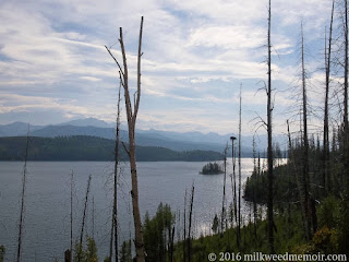 Small against the Flathead Mountains and Hungry Horse Reservoir in Montana, an eagle or osprey nest is perched atop a pine trunk, like the head of a nail.