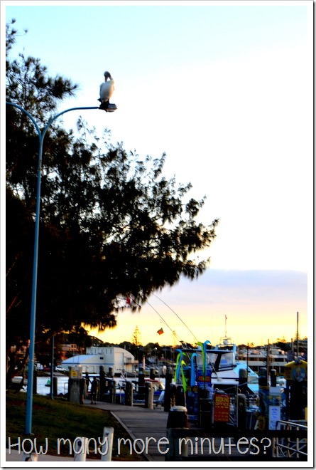 Hello Koalas! in Port Macquarie | How Many More MInutes?