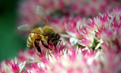 Fotografías de insectos como Arañas, Abejas, Moscas, Catarinas, y Gusanos