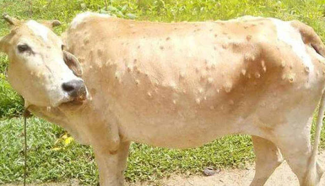 Lumps on cow skin: Lumpy Skin Disease