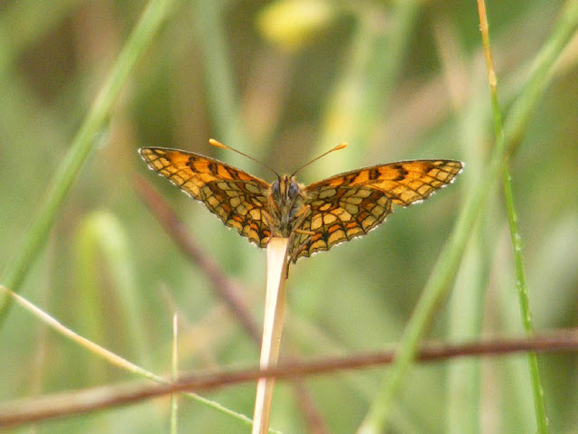 Heath Fritillary Melitaea athalia.  Indre et Loire, France. Photographed by Susan Walter. Tour the Loire Valley with a classic car and a private guide.