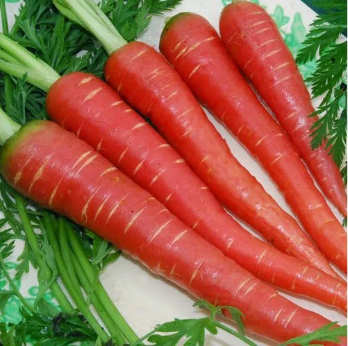 Benefits of carrot this winter