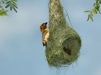 Bird With Nest