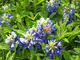 Bluebonnets with a hard-working honey bee at White Rock Lake, Dallas, Texas