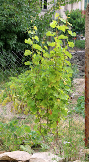 My grapevine is looking good