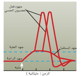 الشكل 1-3: جهد المستقبل ذو الأمد الطويل وجهود الفعل التي يولدها.