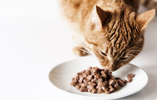 Gato se alimentando e alimento úmido ficando exposta por tempo prolongado. Os alimentos de achorros e gatos na primavera devem ser evitados ficar em grandes exposições, pois podem estragar.