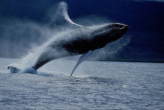 Amazing Antarctic Humpback Whale