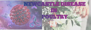 Newcastle Disease in Poultry Farm