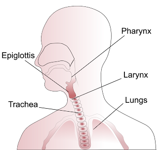 gambar bagian tenggorokan