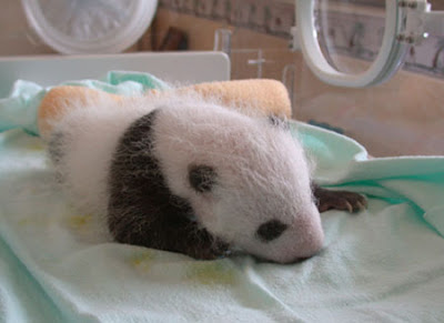 Cute panda bear cub