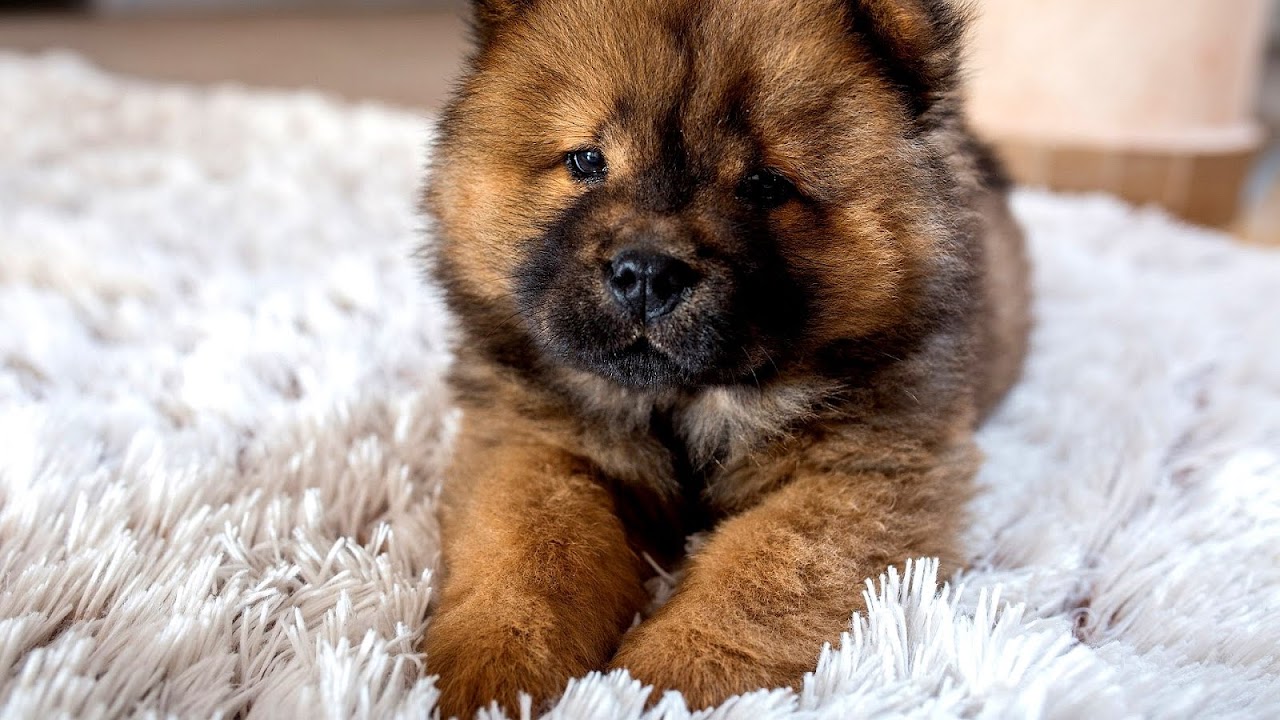 Cute Puppy Breeds That Stay Small