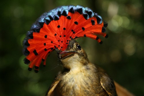 Burung terindah